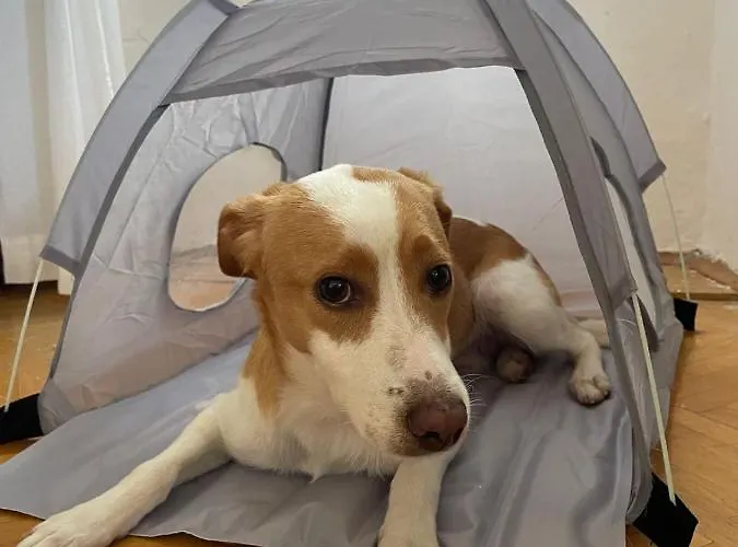 Portofino Sobe - With Free Parking Penzion 4*